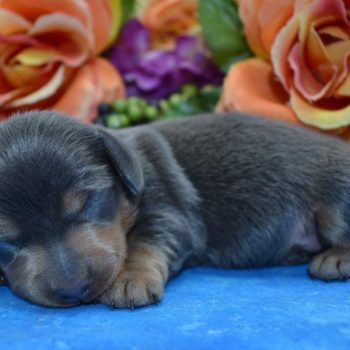 Zoey-blue-tan-smooth-coat-miniature-dachshund1.3