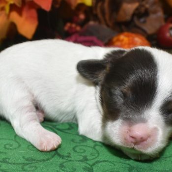 Quality chocolate and tan Piebald Doxiepoos miniature dachshund toy poodle puppies for sale in Colorado