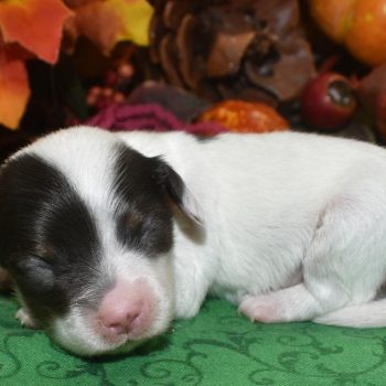 Zoey-chocolate-tan-piebald-miniature-dachshund-toy-poodle-puppy1.3