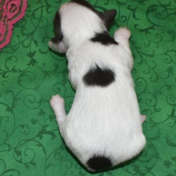Zoey-chocolate-tan-piebald-miniature-dachshund-toy-poodle-puppy1.4